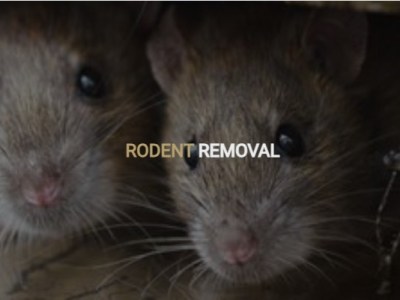 KG Pest Control offers professional rodent control service and pest control services in New York and Queens at affordable rates.