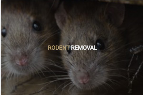 KG Pest Control offers professional rodent control service and pest control services in New York and Queens at affordable rates.